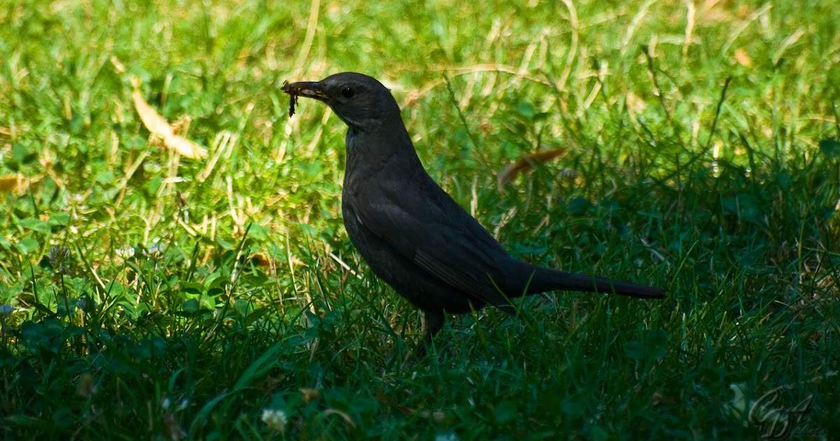 Female Blackbird : CDA Photo